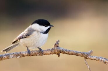 Chickadee Symbolism