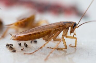 Cockroach Spiritual Meaning, Symbolism, and Totem