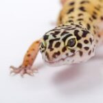 Gecko Symbolism & Meaning