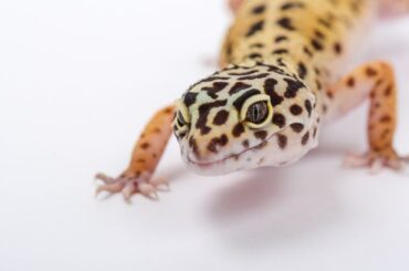 Gecko Symbolism & Meaning