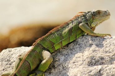 Iguana Symbolism & Meaning