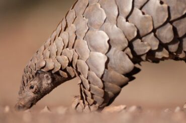 Pangolin Spiritual Meaning, Symbolism, and Totem