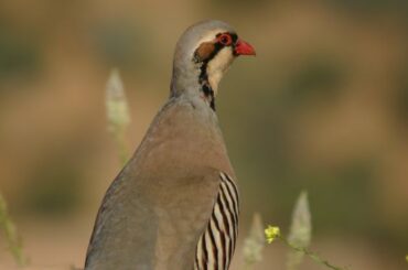 Partridge Spiritual Meaning, Symbolism, and Totem