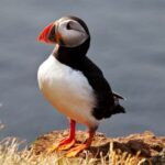 Puffin Symbolism, Meaning, and Totem