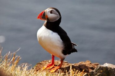 Puffin Symbolism, Meaning, and Totem