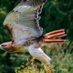 Red-Tailed Hawk Spiritual Meaning, Symbolism, and Totem