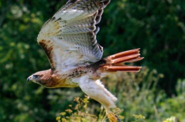 Red-Tailed Hawk Spiritual Meaning, Symbolism, and Totem