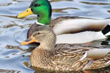 Spiritual Symbolism and Meaning of Mallard Ducks