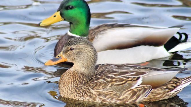 Spiritual Symbolism and Meaning of Mallard Ducks