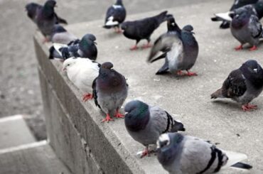 What Do Pigeons Symbolize