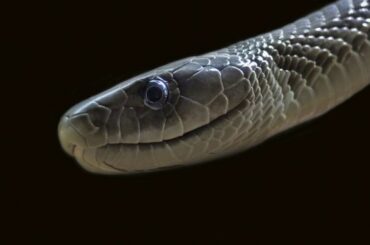 black mamba Spiritual Meaning, Symbolism, and Totem