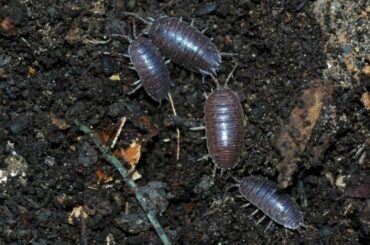 pillbugs Spiritual Meaning, Symbolism, and Totem