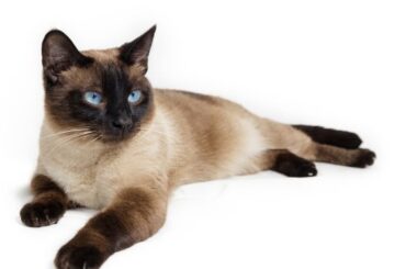 siamese cat Spiritual Meaning