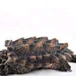 Alligator Snapping Turtle Spiritual Meaning