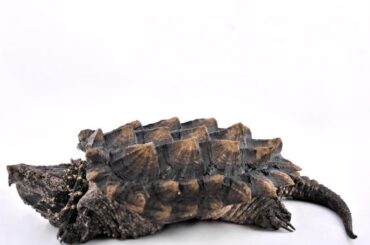 Alligator Snapping Turtle Spiritual Meaning