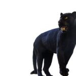 Black Panther Spiritual Meaning