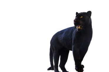 Black Panther Spiritual Meaning