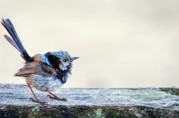 Blue Wren Spiritual Meaning