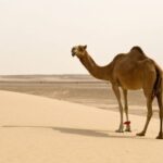 Camel Spiritual Meaning, Symbolism, and Totem