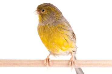 Canary Spiritual Meaning