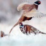 Pheasant Symbolism & Meaning