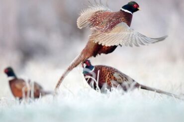 Pheasant Symbolism & Meaning