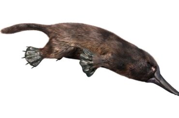 Platypus Spiritual Meaning, Symbolism, and Totem