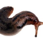 Spiritual Meaning of slug