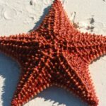 Starfish Spiritual Meaning, Symbolism, and Totem