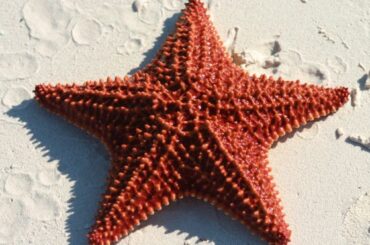 Starfish Spiritual Meaning, Symbolism, and Totem