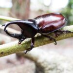 Beetles Spiritual Meaning