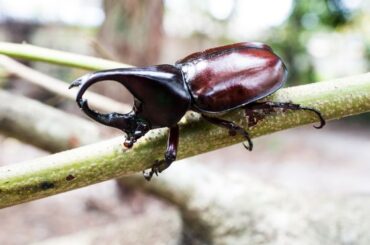 Beetles Spiritual Meaning