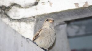 Bird Flying Into Your House
