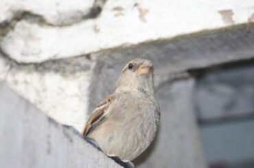 Bird Flying Into Your House