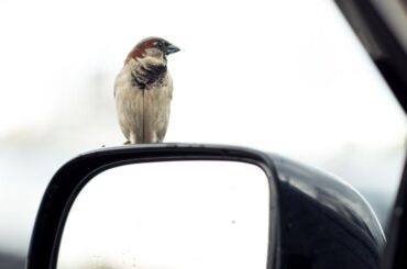 Birds Crossing Your Path While Driving