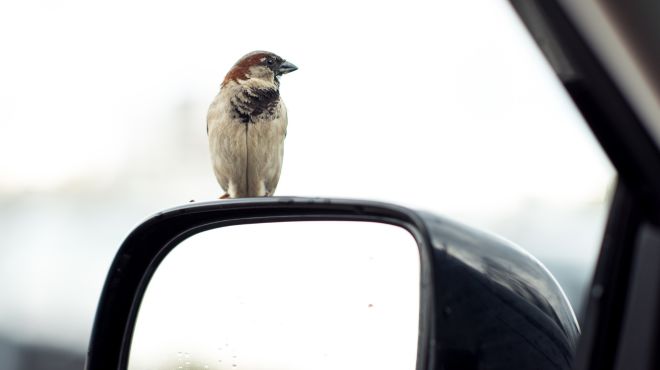 Bird Landing on Car Mirror Meaning Spiritual  