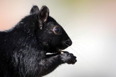 Black Squirrel Spiritual Meaning