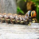 Caterpillar Symbolism, Meaning, Totem and Power Animal