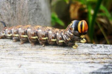 Caterpillar Symbolism, Meaning, Totem and Power Animal