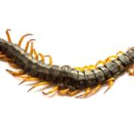 Centipede Symbolism