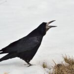 Crow Cawing at You