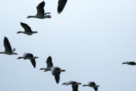 Flock of Birds Flying Over You