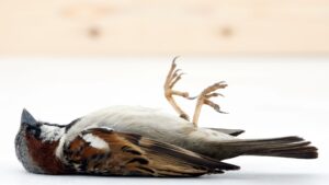 Hitting A Bird While Driving