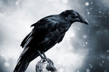 Raven Spiritual Meaning