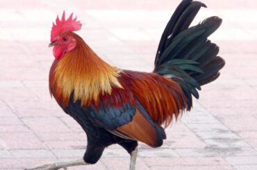 Rooster Symbolism