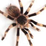 Spiritual Meaning Of Spiders