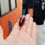 Spiritual Meaning of Cockroach Crawling On You