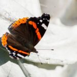 Spiritual Meaning of Orange and Black Butterflies