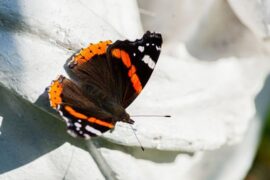 Spiritual Meaning of Orange and Black Butterflies