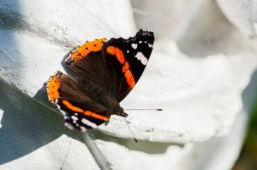 Spiritual Meaning of Orange and Black Butterflies